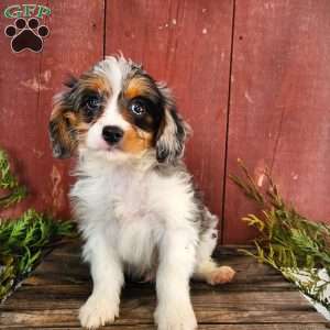 Terry, Cavapoo Puppy